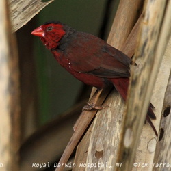 Crimson Finch Neochmia phaeton