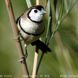 Double-barred Finch Taeniopygia bichenovii