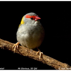 Red-browed Finch  Neochmia temporalis