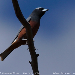 White-browed Woodswallow Artamus superciliosus