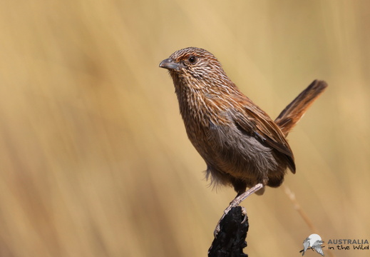 Kalkadoon Grasswren Amytornis ballarae