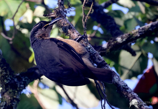 Victorias Riflebird Ptiloris victoriae