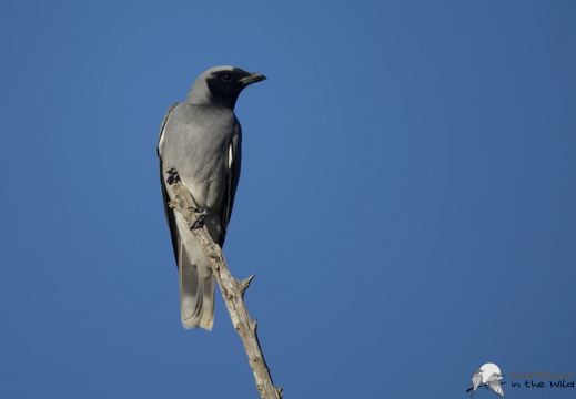 Black-faced Cuckooshrike Coracina novaehollandiae