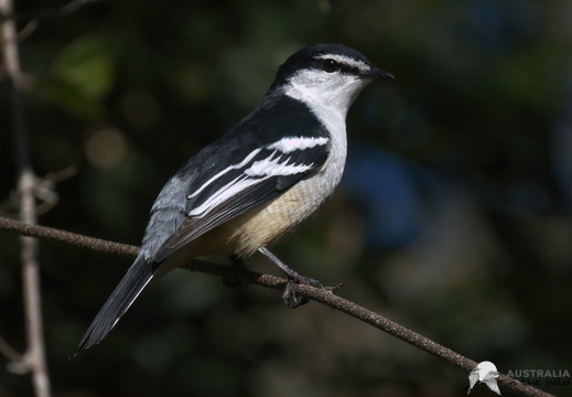 Varied Triller Lalage leucomela