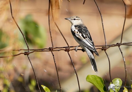 White-winged Triller Lalage tricolor