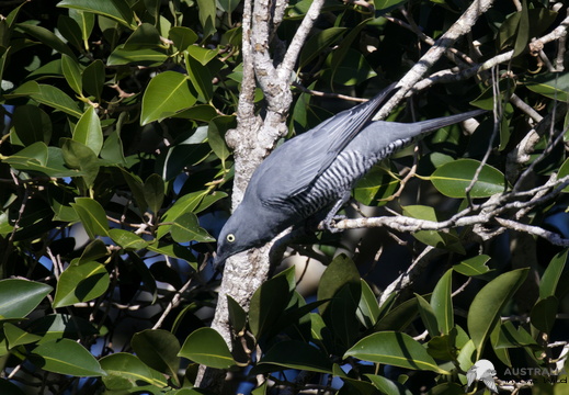 Barred Cuckooshrike Coracina lineata