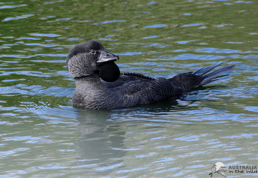 Musk Duck Biziura lobata