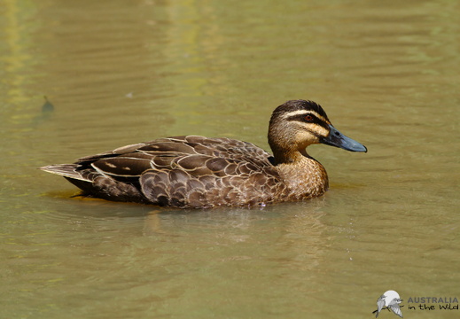 Pacific Black Duck Anas superciliosa 