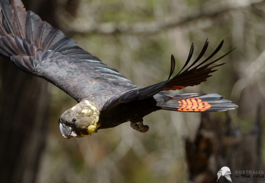 Glossy Black Cockatoo Calyptorhynchus lathami