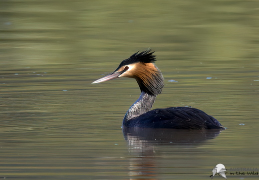 Great Crested Grebe Podiceps cristatus