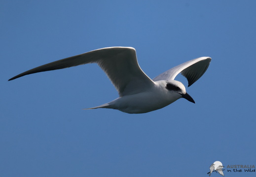 Australian Tern Gelochelidon macrotarsa