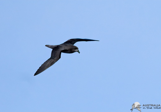 Grey-faced Petrel Pterodroma gouldi