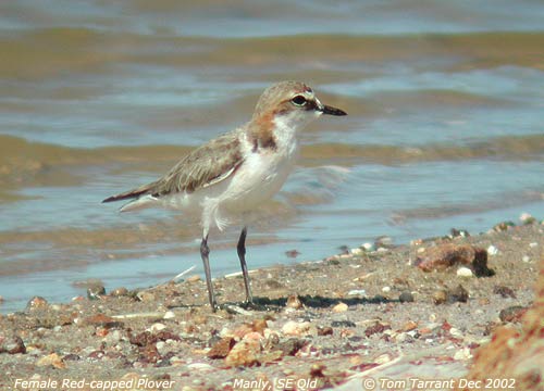 Red-capped Plover Charadrius ruficapillus