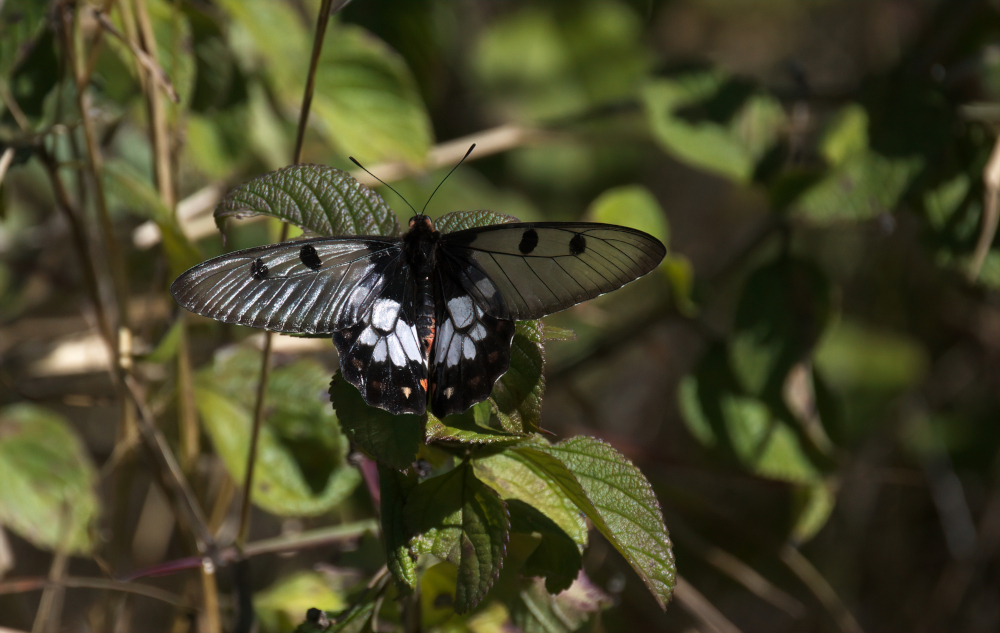 Clearwing Swallowtails