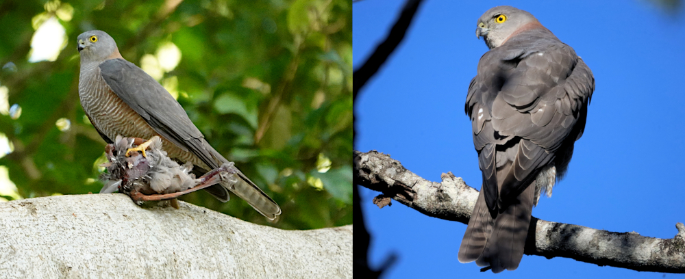 Collared Sparrowhawk or Brown Goshawk?