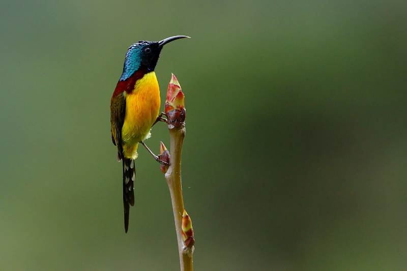 Green-tailed Sunbird